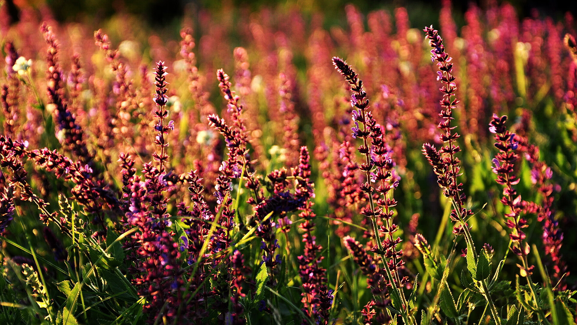 中国篮球教练员战术执行力提升路径及方法研究,如何提高篮球教练员水平
