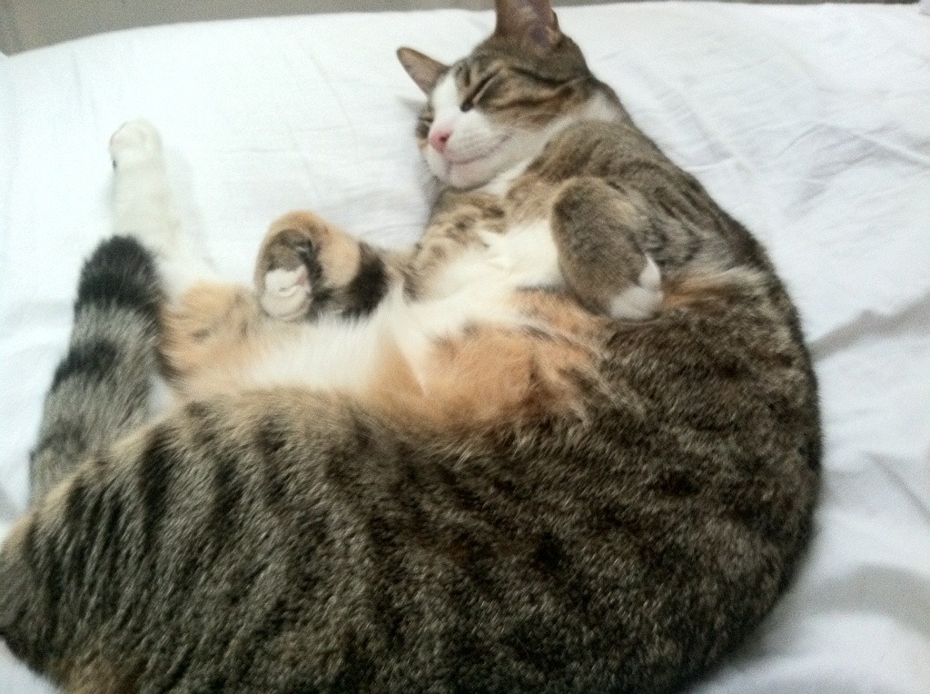 开云平台-中国篮球教练员战术执行力评估与提升研究，篮球教练技术