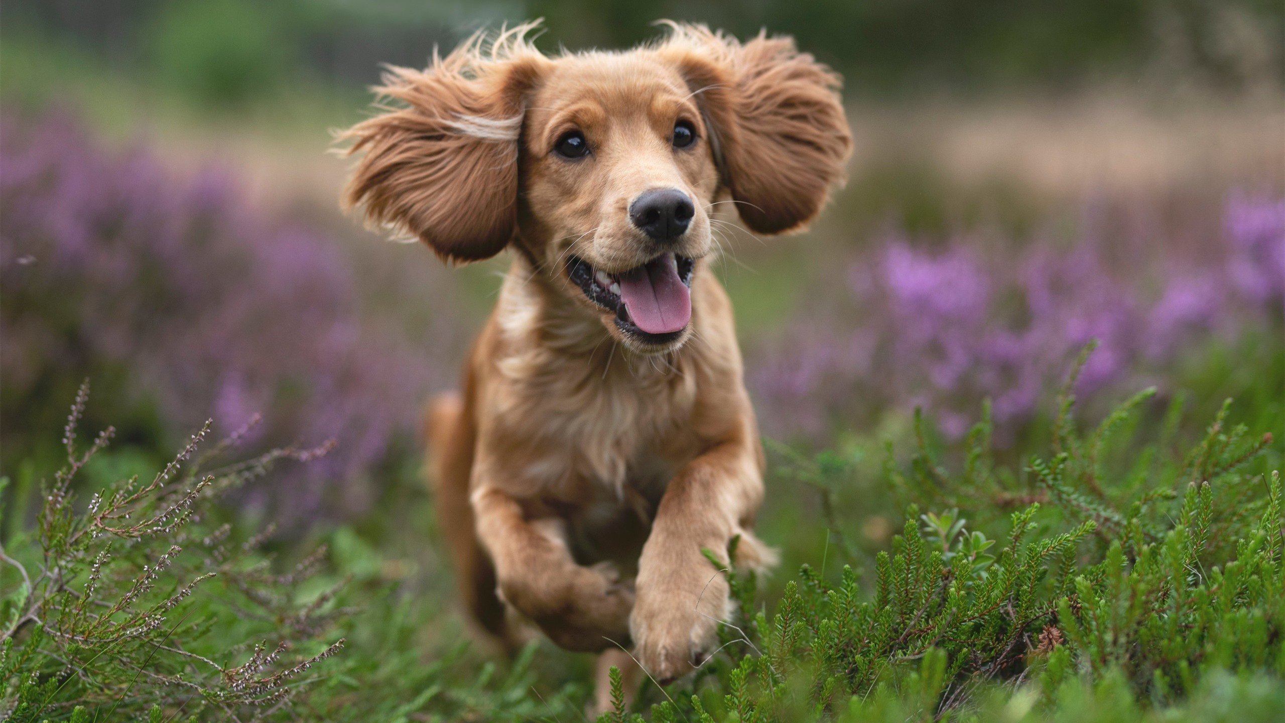 意甲青训结合空间导航训练强化球员局部压迫判断,意甲青训最好的球队