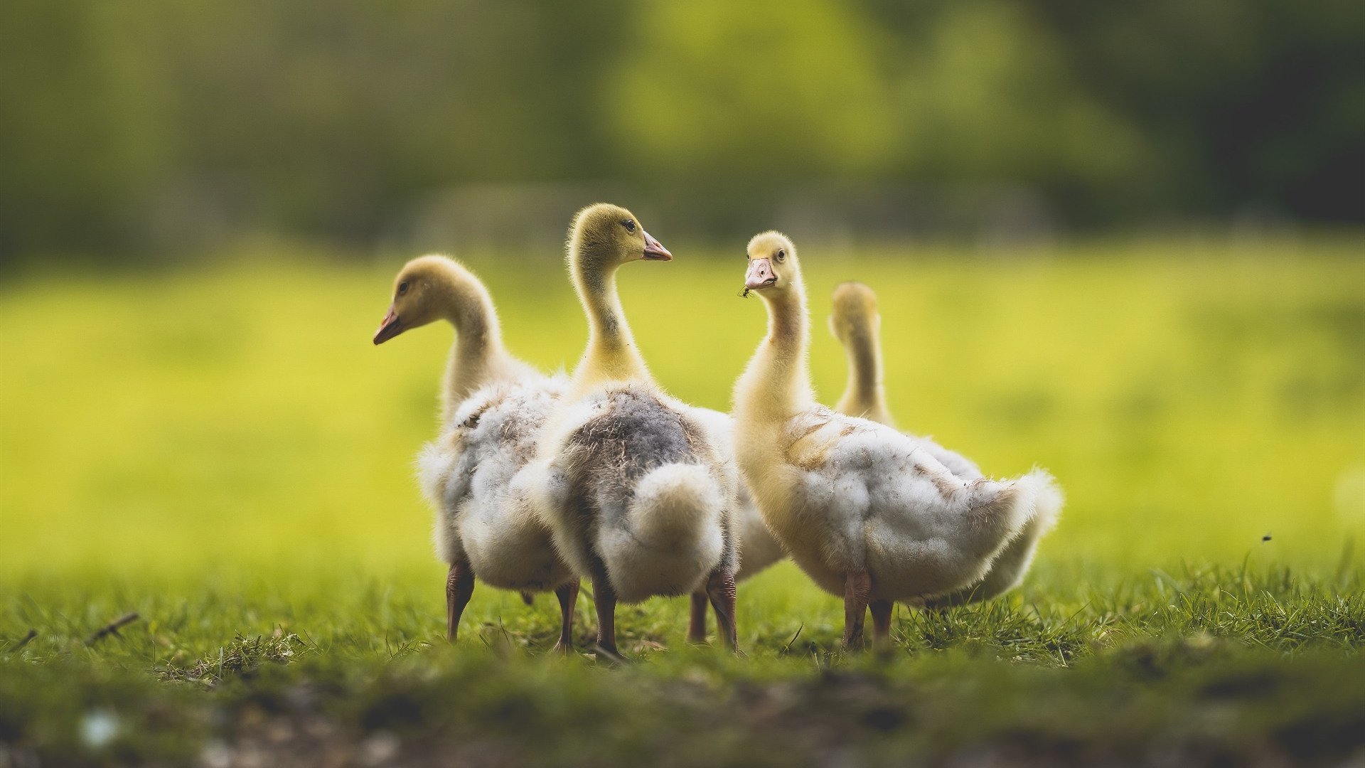 篮球专项技能训练中的技术细节分析,篮球专项技能训练中的技术细节分析怎么写