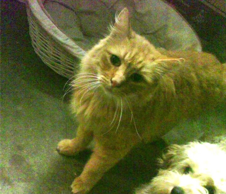 “新都垒球赛:全力一击,谁能制胜?”