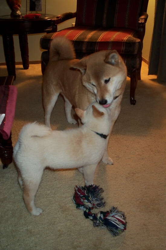 体育新闻中心发布体育短视频运营风险监测手段建议,如何创意体育类短视频