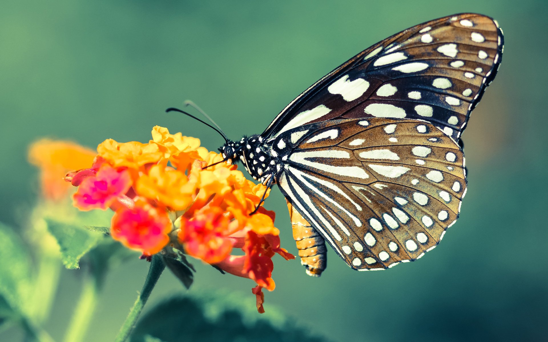 国际乒联混合团体世界杯:中国香港队的综合实力再度升级,香港乒乓球团体