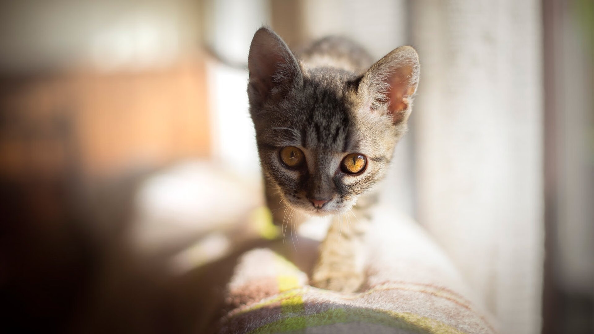 成绩背后:蛙泳转身距离的秘密,蛙泳转身慢动作示范