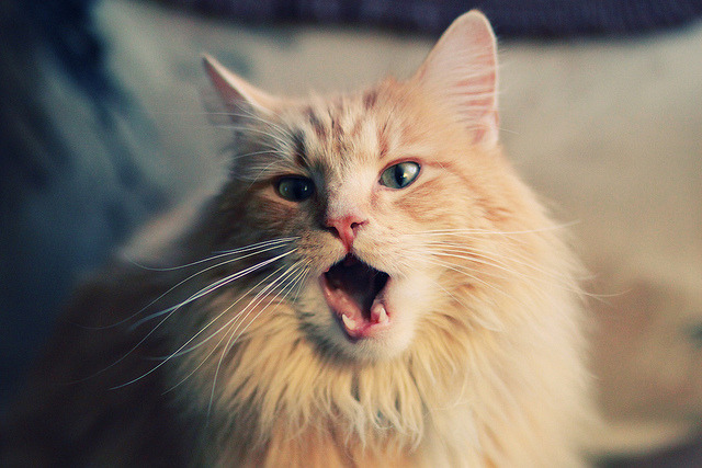 成绩背后:蛙泳转身距离的秘密,蛙泳转身慢动作示范