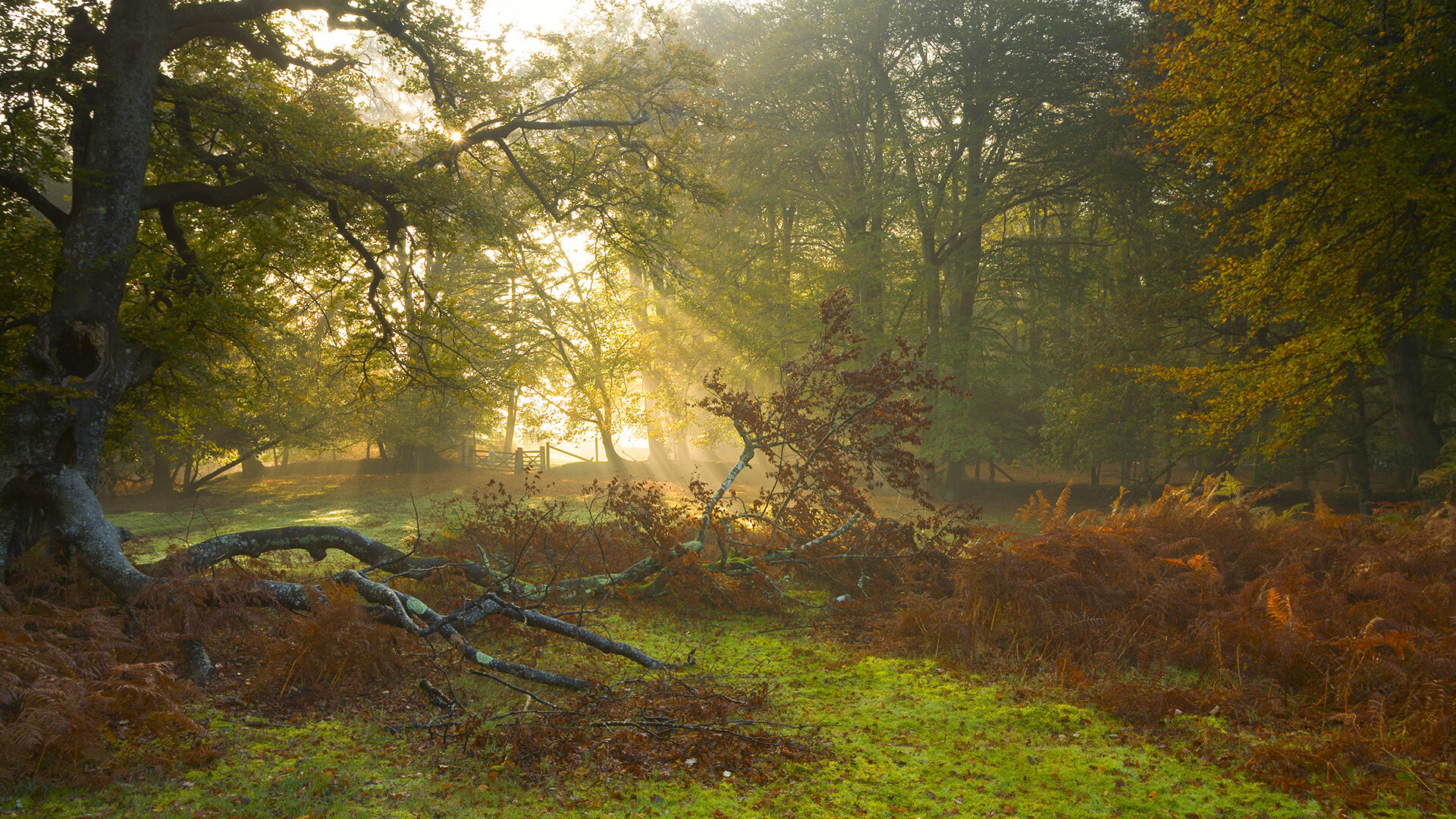 波兰队赛制分析：如何在团体赛制中应对压力与挑战，波兰队战绩