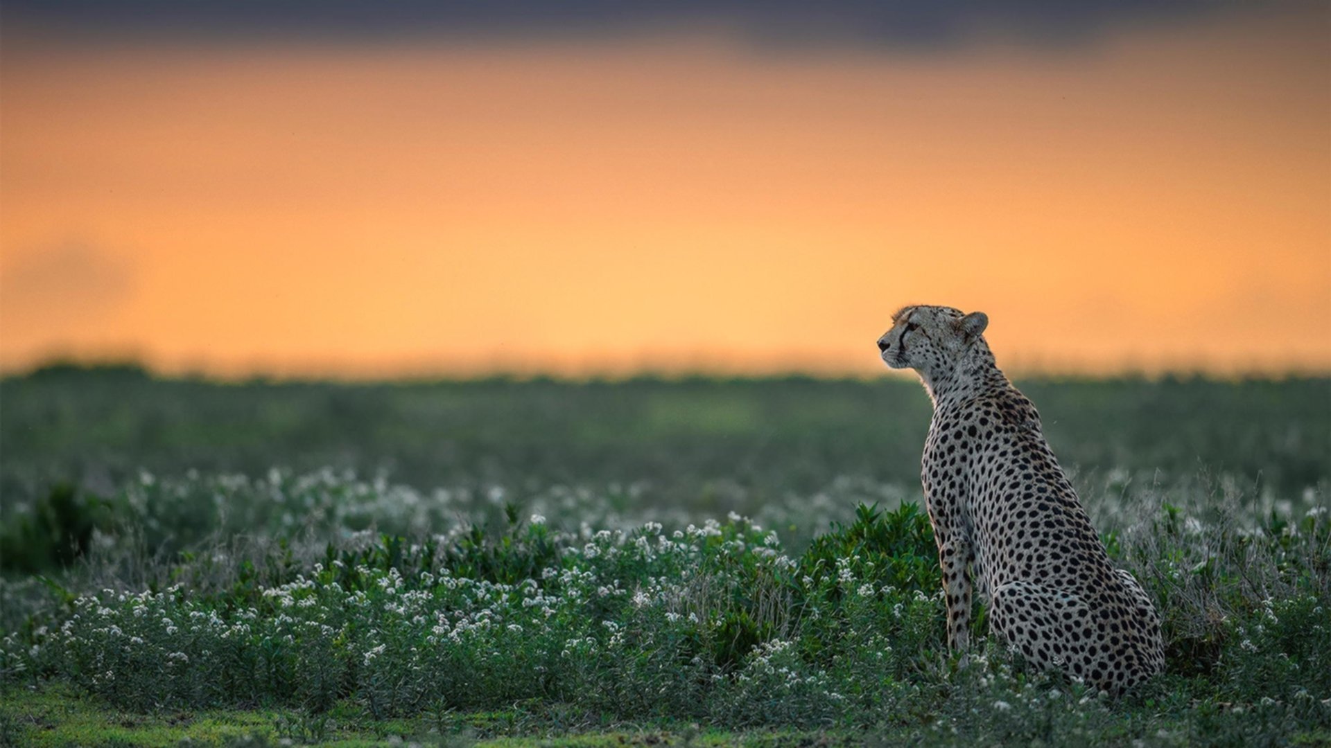 罗马尼亚队的团队协作与默契:国际乒联混合团体世界杯分析,罗马尼亚乒乓球选手