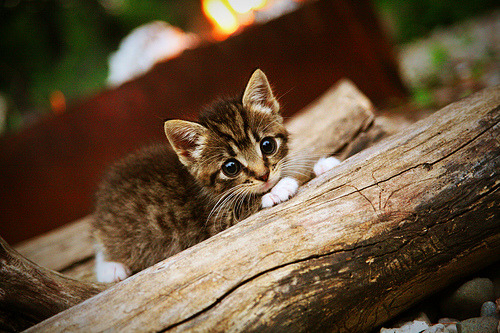 kaiyun中国官方网站-运动科技加速体能评估系统精准落地，体能速度测试