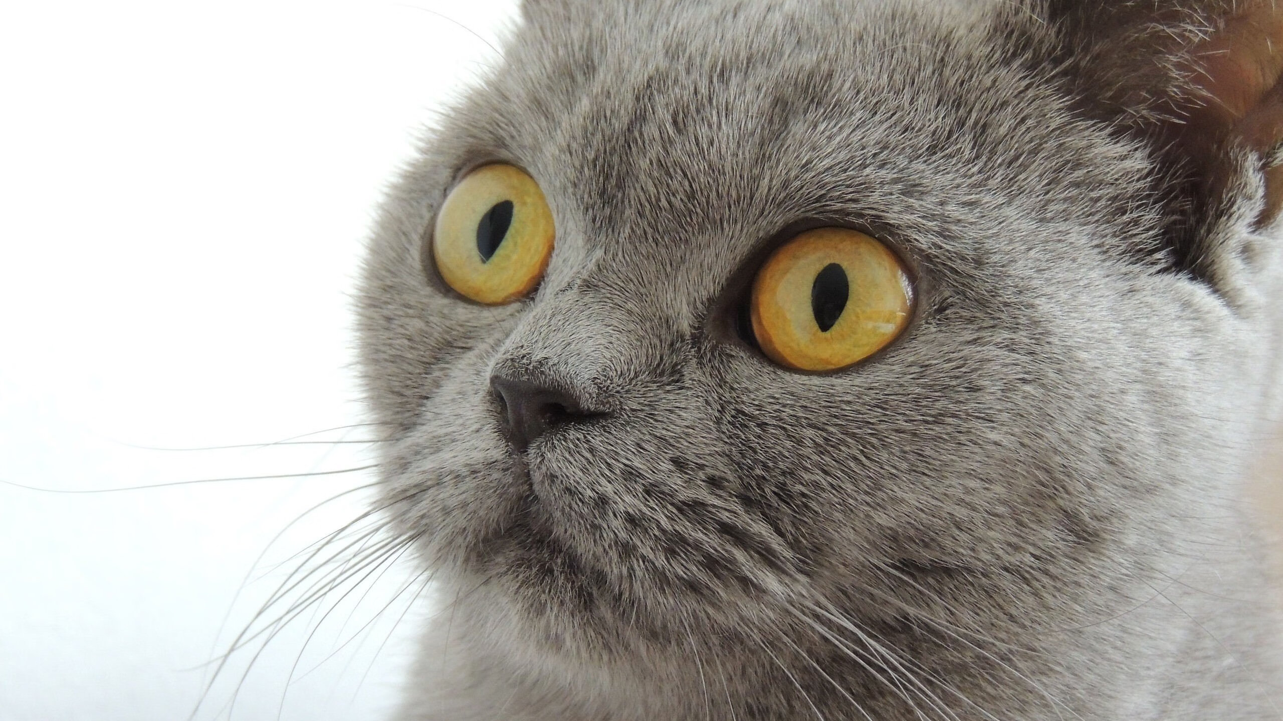 青少年电子竞技对抗赛激发战略思维与协作，青少年电子锦标赛简介