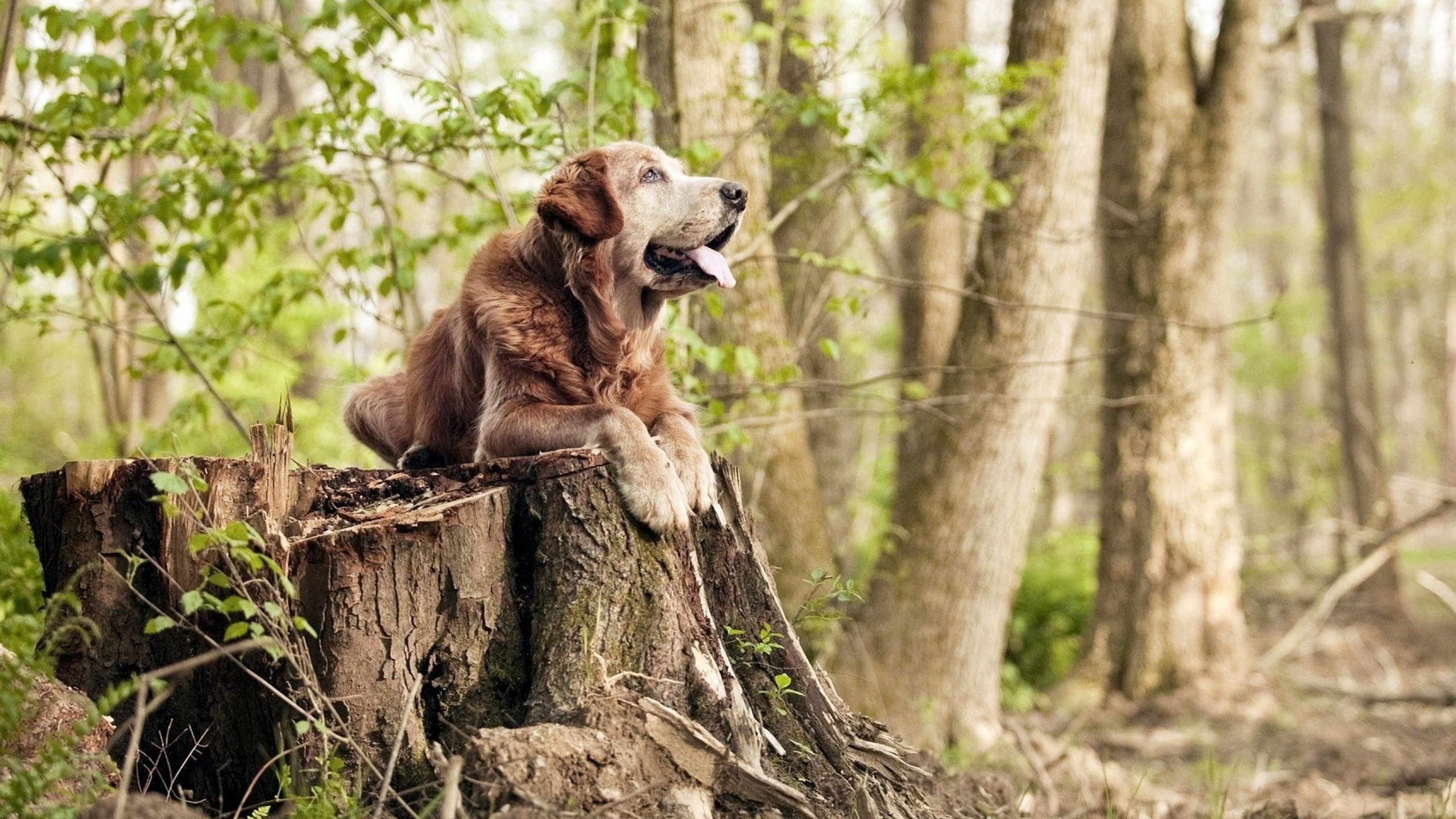 “伊万·戈梅斯的强硬防守与进攻意识,成为美洲狮队的中坚力量”