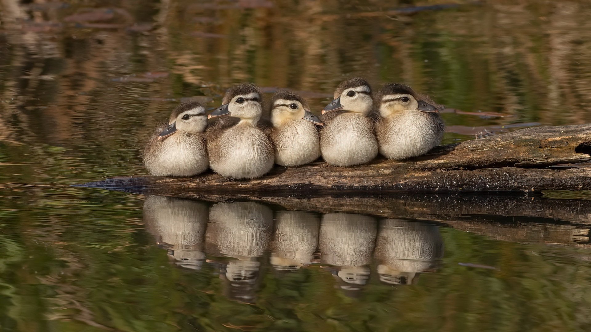 威少突破连造犯规赢得掌声,威少突破集锦