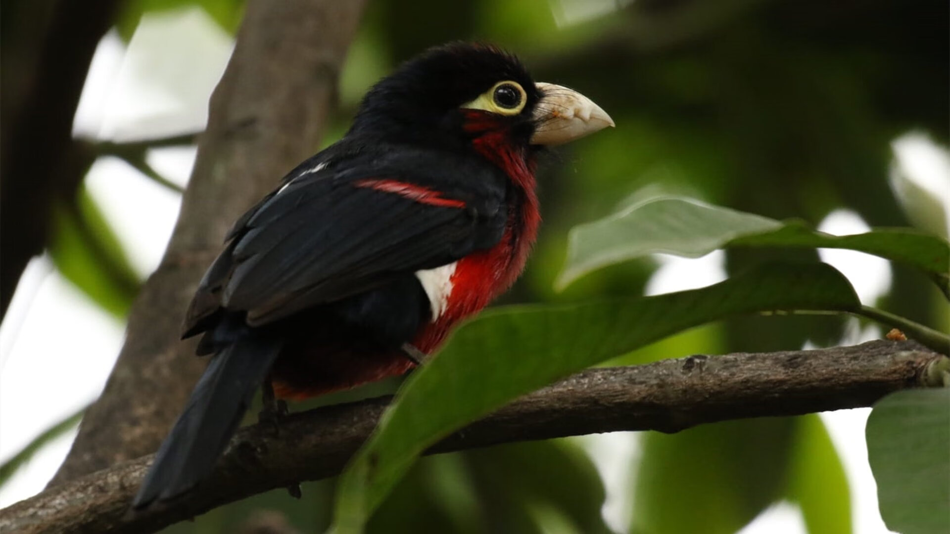 开云平台-科特迪瓦男篮在非洲锦标赛中称霸一方，体育磅礴气势，科特迪瓦男足