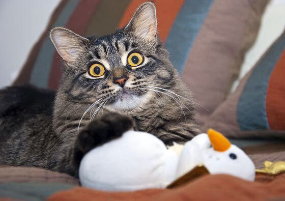 中国足球国家队备战东亚杯积极备战，中国队东亚杯名单