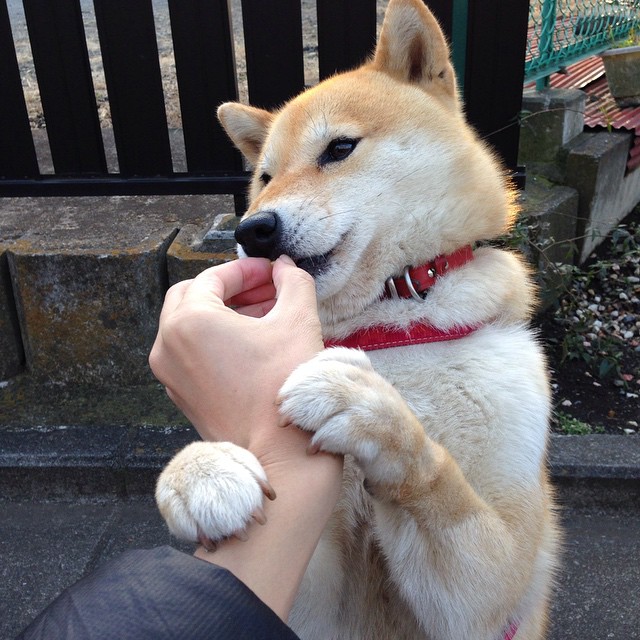 中国足球联赛运营商与城市政府合作模式分析，中国足协合作